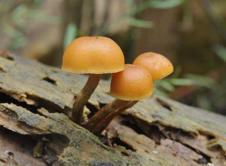 Galerina marginata